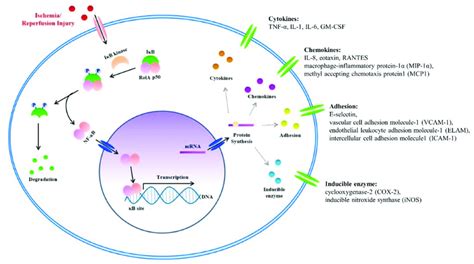 The Nuclear Factor Kappa B Nf B Signal And Inflammatory Factors In