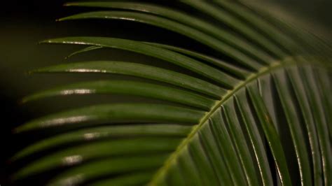 Download Wallpaper 1920x1080 Palm Leaf Leaf Macro Green Tropical