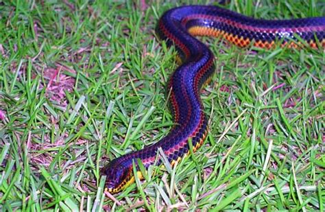 Real Rainbow Snake