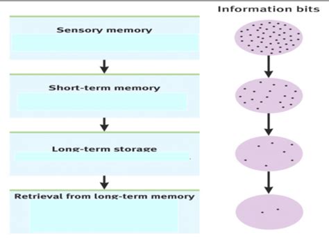 Memory Flashcards Quizlet