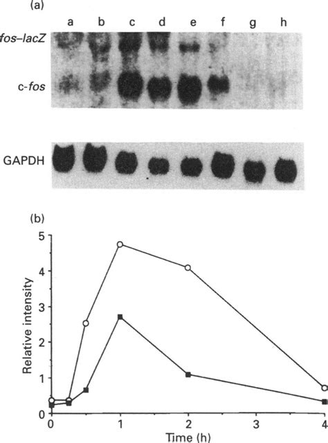 Tpa Induces C Fos And Fos Lacz Mrna Expression Primary Mouse Epidermal