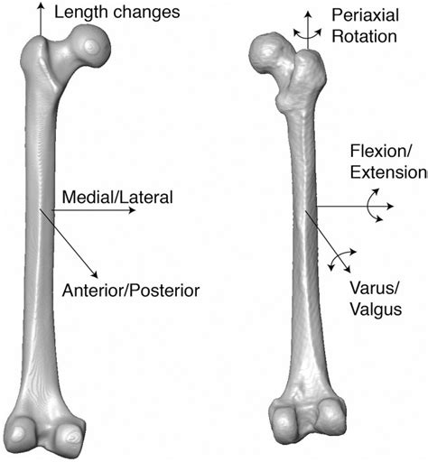 Isosurfaces Of The Synthetic Left And Cadaveric Right Atlases With