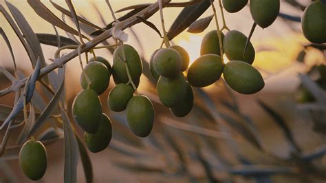 Sabores Cl Sicos En Maestros Aceituneros