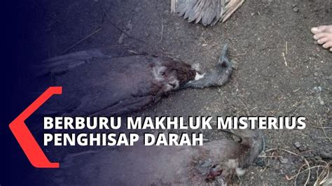 Perburuan Makhluk Misterius Penghisap Darah YouTube