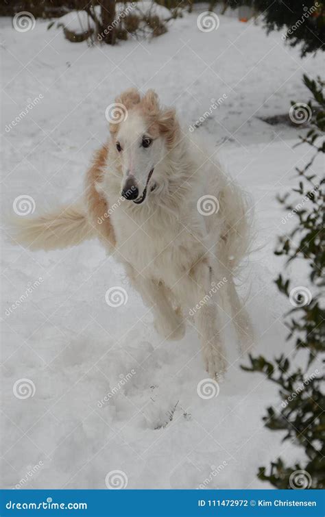 Borzoi Snow Stock Images - Download 288 Royalty Free Photos