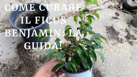 Come Curare Il Ficus Benjamin La Guida Youtube