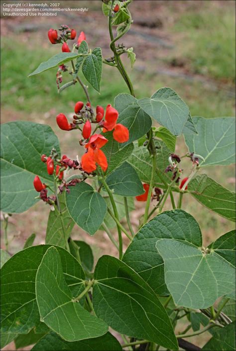 PlantFiles Pictures Phaseolus Species Fire Bean Multiflora Bean