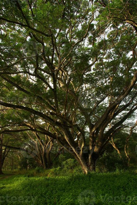 Shade Of Rain Tree Canopy Big Tree In The Forest 12346786 Stock Photo