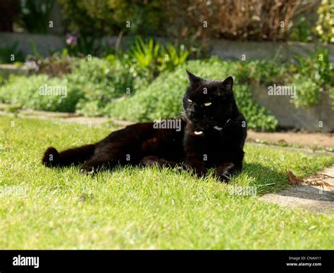 Black Cat Laying On The Grass In The Garden Stock Photo Alamy