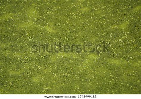 Lime Green Pond Scum Algae Growing Stock Photo 1748999183 Shutterstock