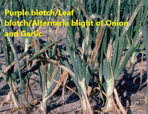 Symptoms And Management Of Purple Blotch Of Onion And Garlic Basic