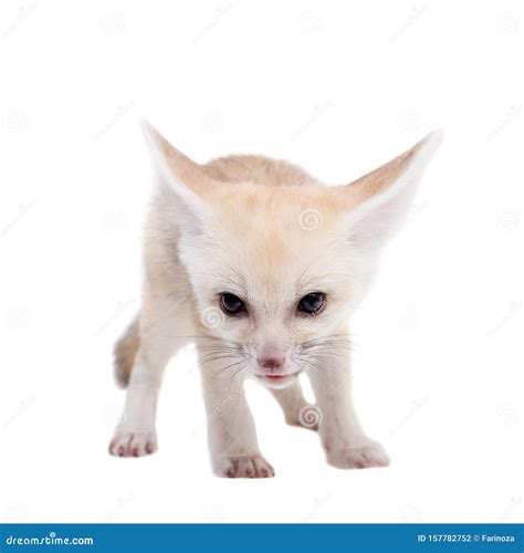 Pretty Fennec Fox Cub On White Background Stock Photo Image Of Cute