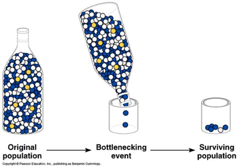 What Is The Bottleneck Effect Expii