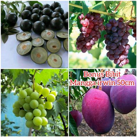 Jual Bibit Anggur 3 Batang Merah Hijau Brazil Dan Bonus Mangga Irwin Di