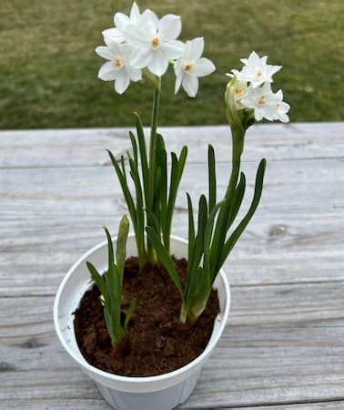 How To Grow Paperwhite Narcissus Growing Paperwhite Bulbs