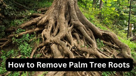 How to Remove Palm Tree Roots: Effective Methods