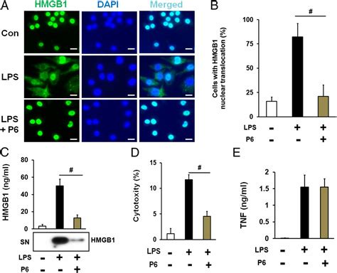 Jakstat1 Signaling Promotes Hmgb1 Hyperacetylation And Nuclear