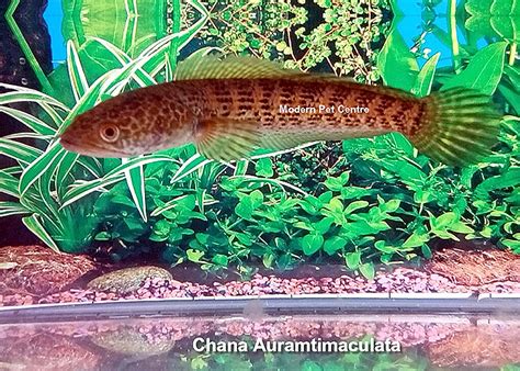 Golden Cobra Snakehead Or Golden Cobra Channa Or Golden Cobra Dwarf