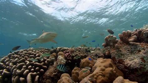 National Aquarium Commercial Journey Into Blacktip Reef Youtube