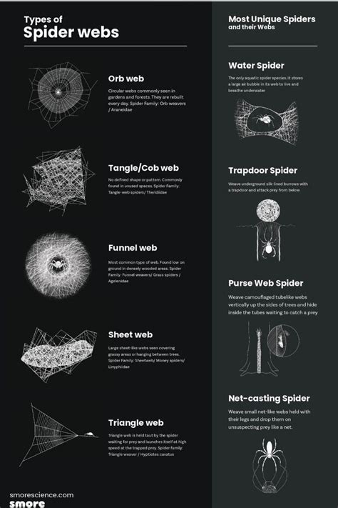 Types Of Spider Webs In 2024 Types Of Spiders Spider Web Science