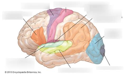 Cerebral Cortex Diagram Quizlet