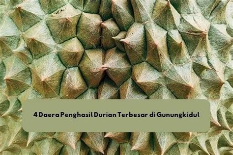 Daerah Penghasil Durian Terbesar Di Gunungkidul Yogyakarta Juaranya