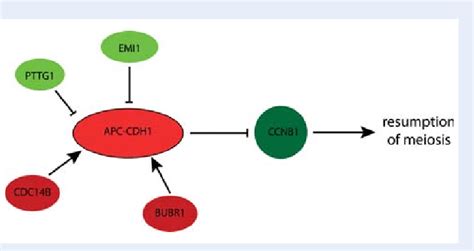 Regulation Of Anaphase Promoting Complex With Cdh1 Co Activator Download Scientific Diagram