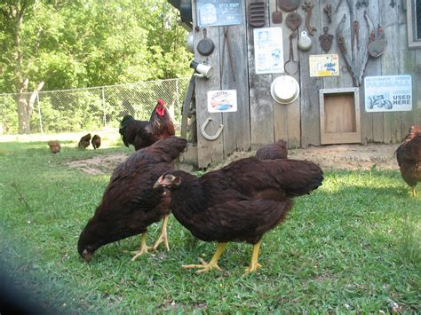 Cherry Eggers Vs The Real Rhode Island Reds Backyard Chickens Learn How To Raise Chickens