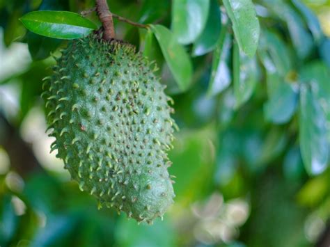 Guanabana Fruit Cancer Treatment