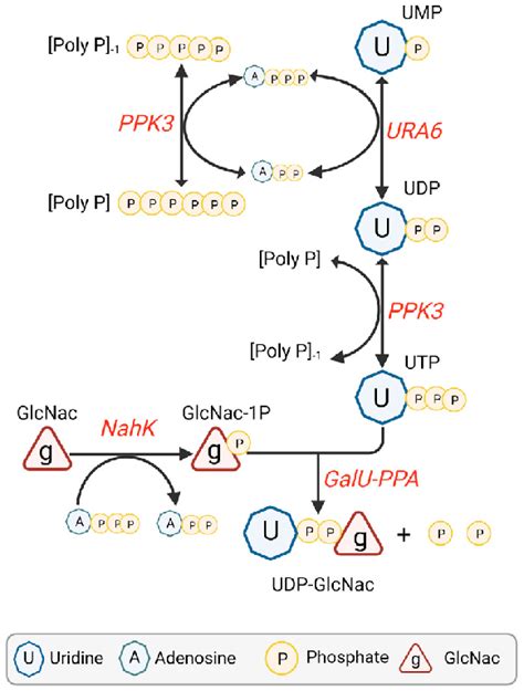 Cell Free Udp Glcnac Pathway Figure Made In Download Scientific Diagram