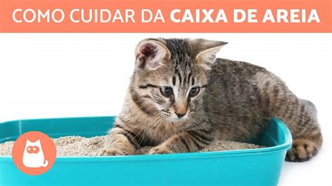 CUIDADOS BÁSICOS a CAIXA de AREIA de um GATO Tipos de Areia e