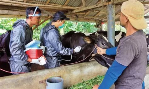 Penyakit Lato Lato Kembali Muncul Sejumlah Peternak Di Probolinggo