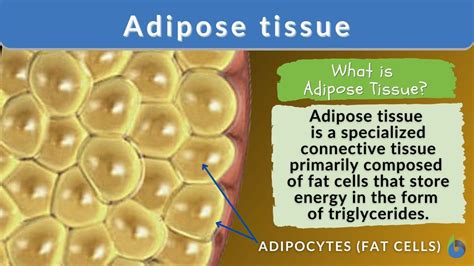 Adipose tissue - Definition and Examples - Biology Online Dictionary