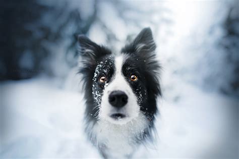 Wallpaper Animals Dog Face Snow 2048x1365 Wallpapermaniac