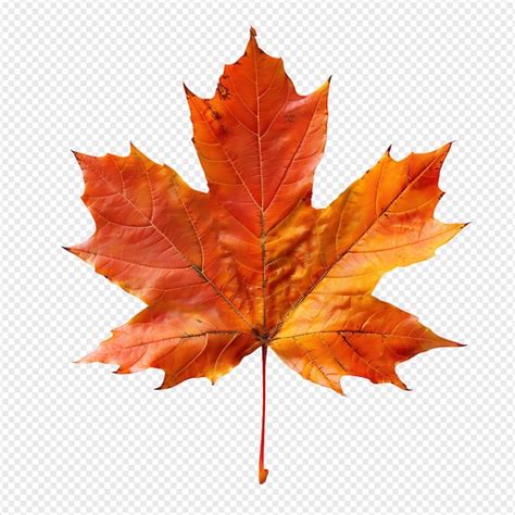 Premium Psd Maple Leaf On Isolated Transparent Background