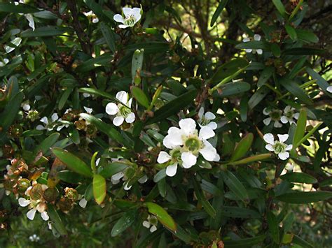 Leptospermum Flavescens Myrtaceae Image At Phytoimages Siu Edu