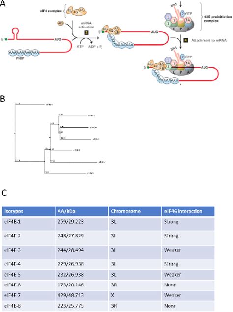 Figure 1 From Loss Of Function Analysis Elucidates Essential Roles Of