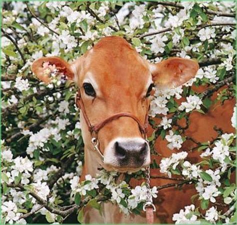 Cow And Flowers Sapi