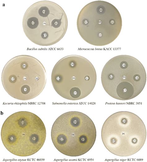 Antibacterial And Antifungal Activity Tests Of Linearmycin A Compound