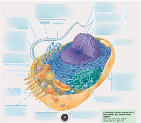 La Cellule Et Les Organites Diagram Quizlet