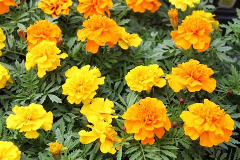 Marigold French ‘bonanza™ Mix Wilsons Garden Center