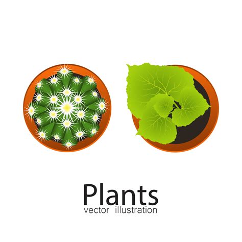 Potted Plants Top View 1312541 Vector Art At Vecteezy