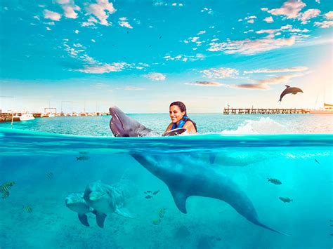 Nadar Nado Con Delfines En Isla Mujeres Riviera Maya Reservas Aqu