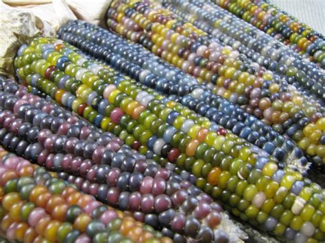 Ornamental Corn Glass Gem Seeds Certified Organic Garden Hoard Certified Organic