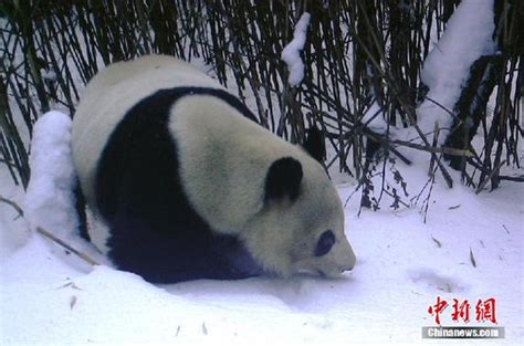 Wild Panda Caught On Camera In Sw China Cn