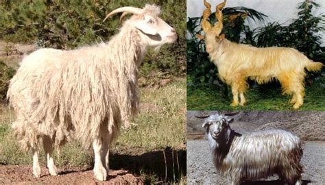 10 Best Goat Breeds for Fiber Production