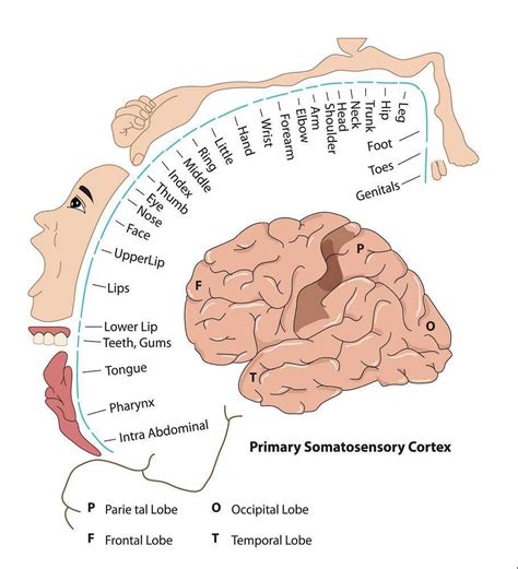 Pain Facts 2 – Map of the body in our brain. - Paragon PsychConnect