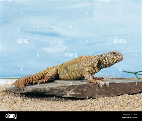 North African Spiny Tailed Lizard Uromastyx Acanthinura Stock Photo