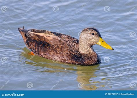 American Black Duck Stock Image Image Of Nature Female 22279037