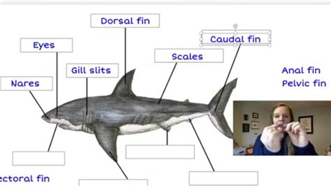 Female Shark Anatomy